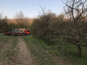 La transhumance consiste à positionner les ruches dans des espaces particulièrement propices à la récolte du miel de printemps.